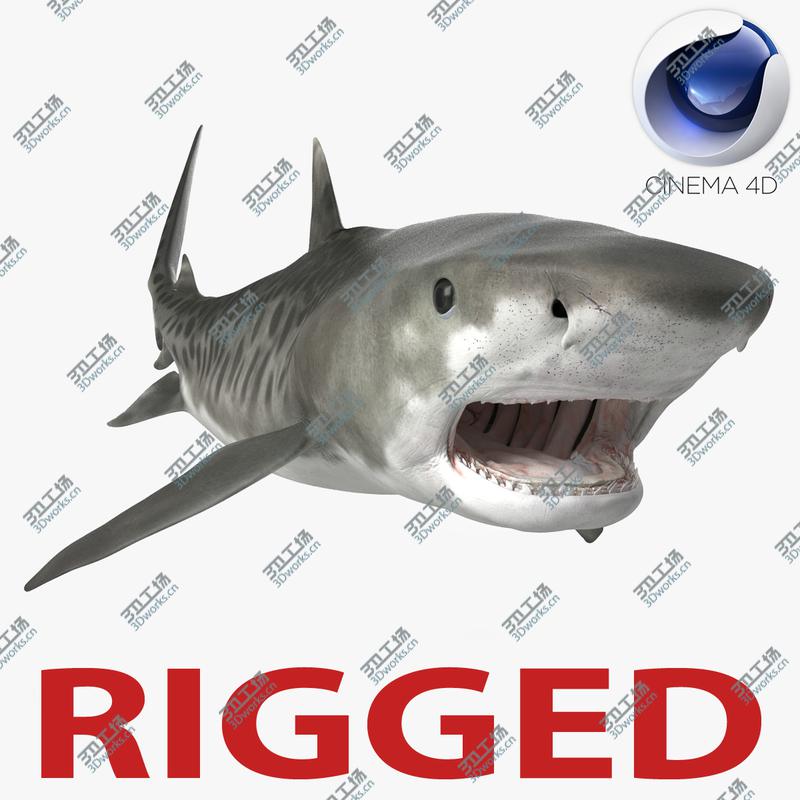 images/goods_img/202105074/Tiger Shark Rigged for Cinema 4D/1.jpg